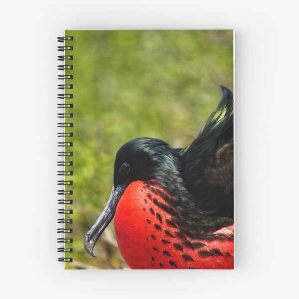 Item preview, Showing Off Frigate Bird designed and sold by acwb.