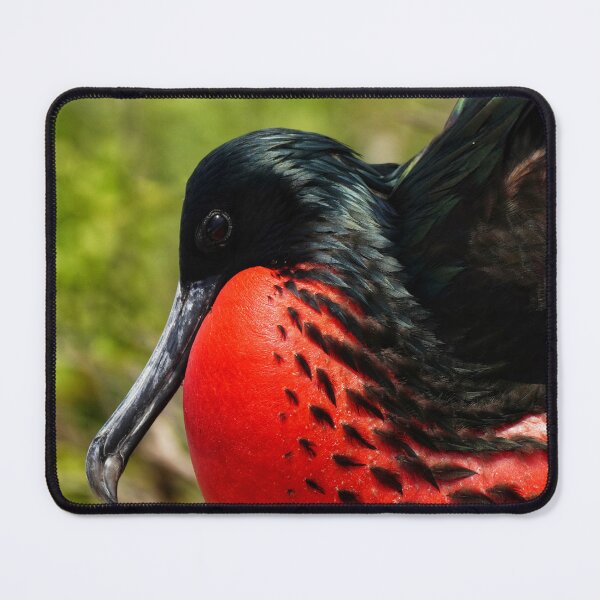 Item preview, Showing Off Frigate Bird designed and sold by acwb.