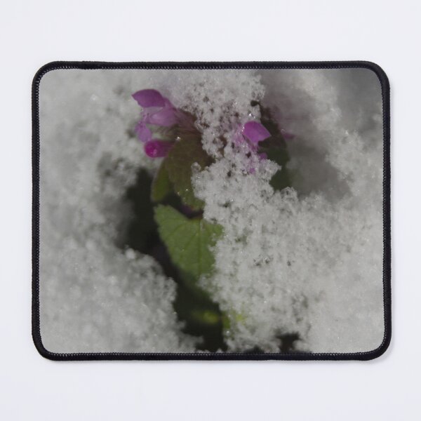 Item preview, Purple dead-nettle in the snow designed and sold by Calidris Fotografie Steffi & Ben Köppler.