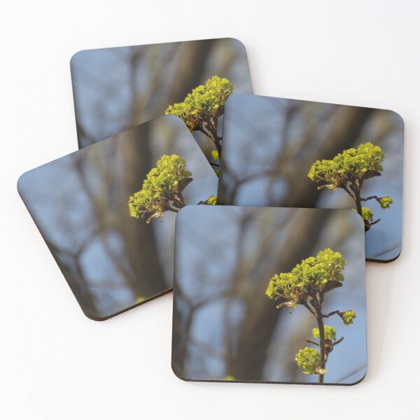 Item preview, Norway maple designed and sold by Calidris Fotografie Steffi & Ben Köppler.