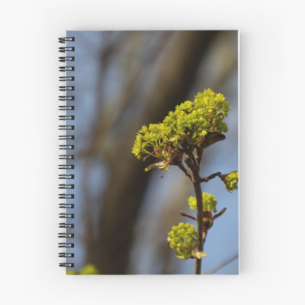 Item preview, Norway maple designed and sold by Calidris Fotografie Steffi & Ben Köppler.