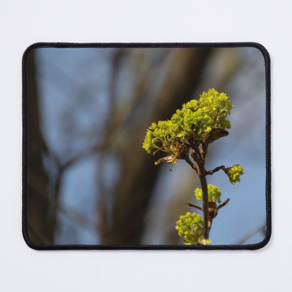 Item preview, Norway maple designed and sold by Calidris Fotografie Steffi & Ben Köppler.