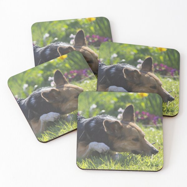 Item preview, Henry, chewing on a twig designed and sold by Calidris Fotografie Steffi & Ben Köppler.