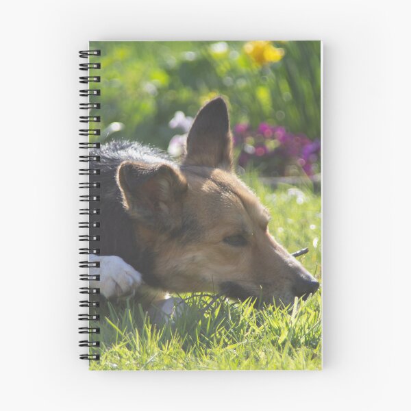 Item preview, Henry, chewing on a twig designed and sold by Calidris Fotografie Steffi & Ben Köppler.