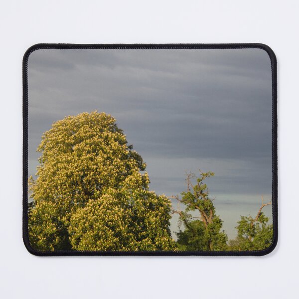 Item preview, Trees and Clouds designed and sold by Calidris Fotografie Steffi & Ben Köppler.