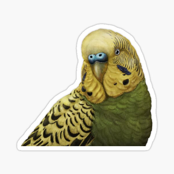 Budgie, budgerigar, parakeet, bird portrait Sticker