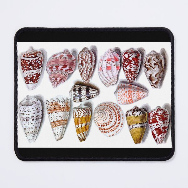 Item preview, 14 Colorful Seashells 15-1600s Century French Watercolor designed and sold by RocketshipRetro.
