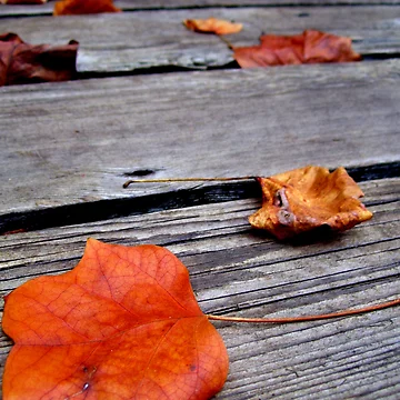 Imagen de la obra Falling de Tracy Engle