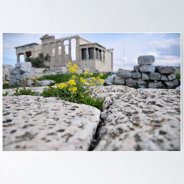 Item preview, Acropolis and Flowers designed and sold by wyllys.