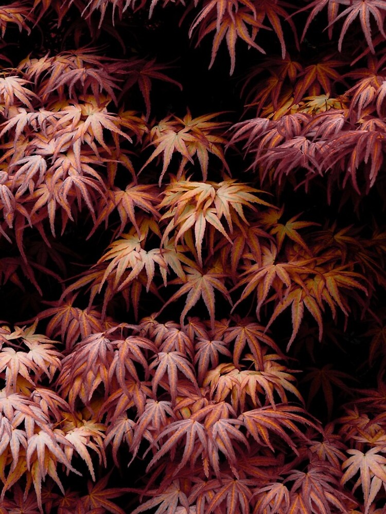 Japanese Maple, Acer Palmatum Seigen by gardenpictures