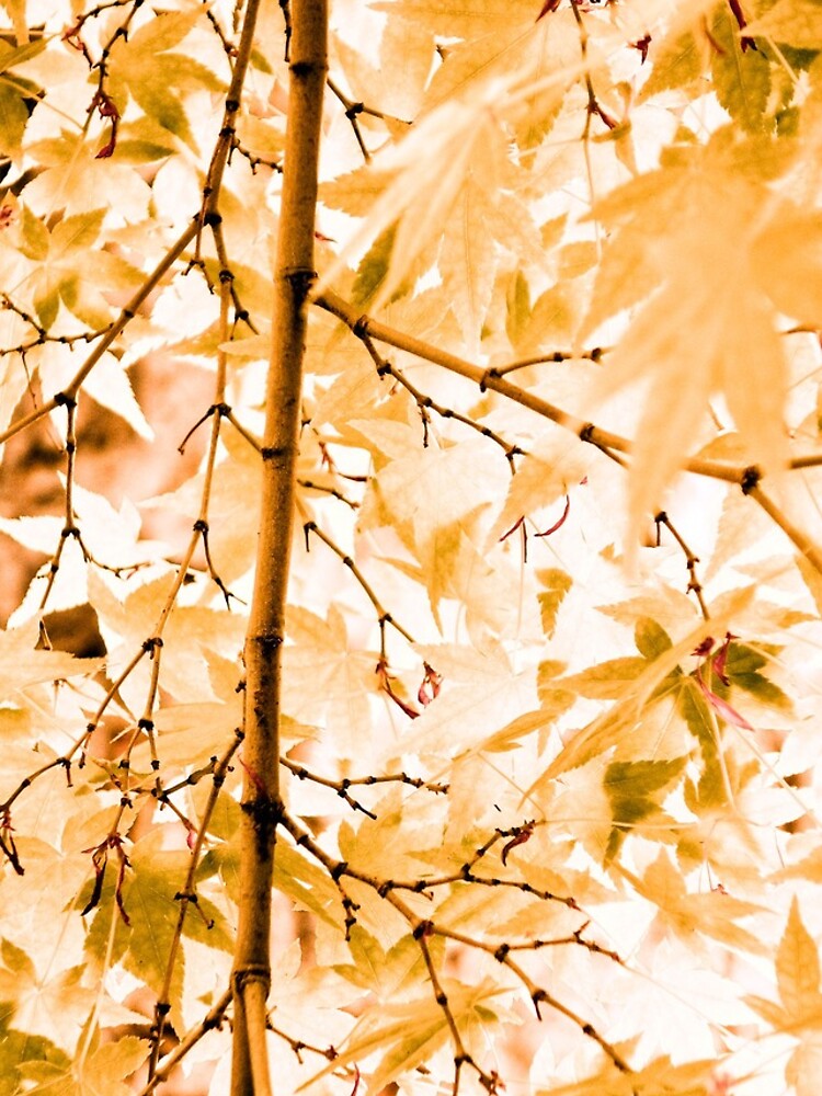 Japanese Maple Tree Leaves by gardenpictures