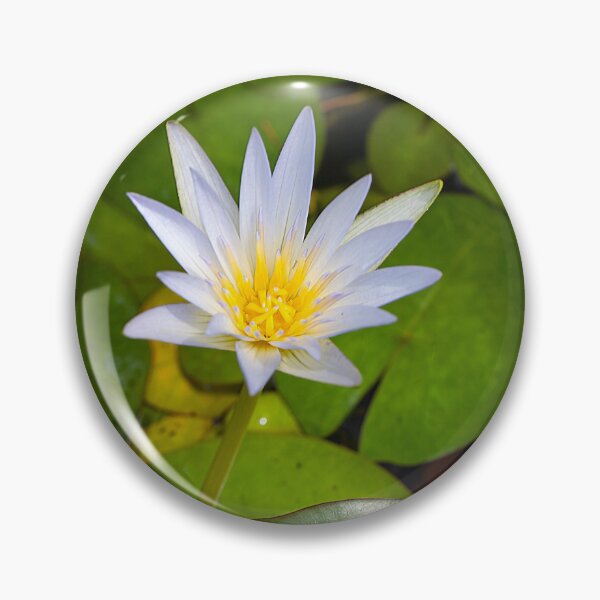 Item preview, Tropical royalblue waterlily, Nymphaea elegans designed and sold by Zosimus.