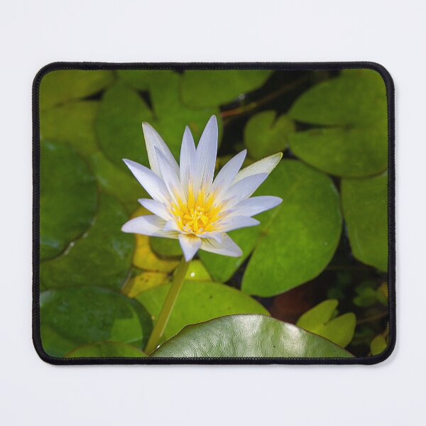 Item preview, Tropical royalblue waterlily, Nymphaea elegans designed and sold by Zosimus.