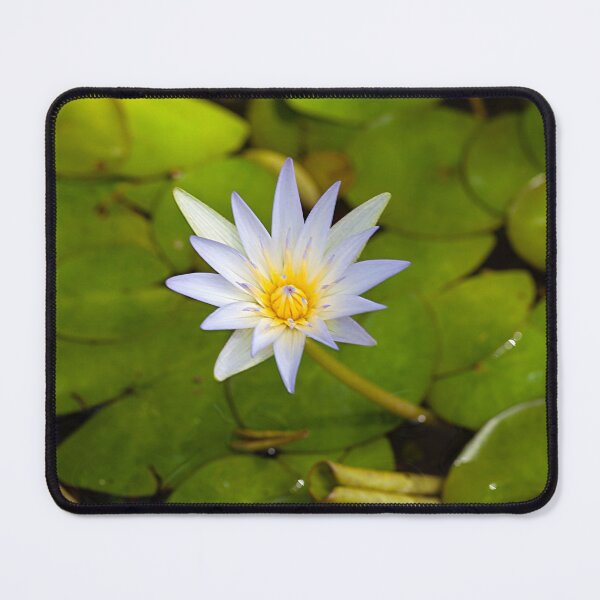 Item preview, Tropical royalblue waterlily, Nymphaea elegans designed and sold by Zosimus.