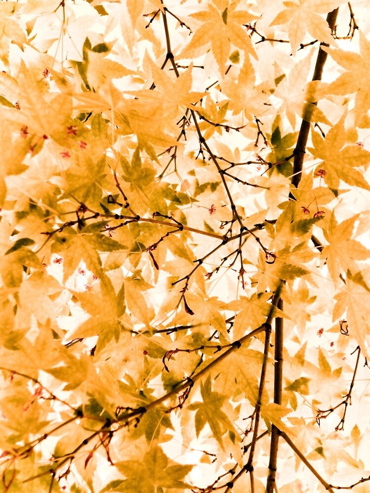 Japanese Maple Tree Acer Palmatum by gardenpictures