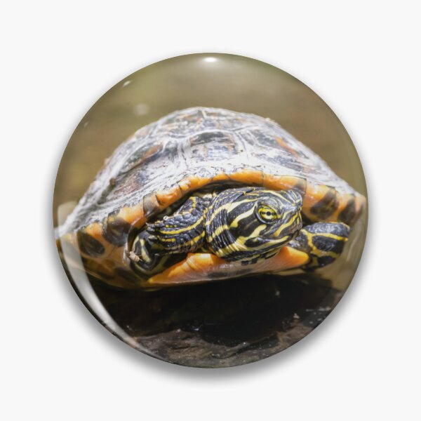 Item preview, Young coastal plain cooter, Pseudemys floridana designed and sold by Zosimus.