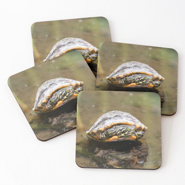 Item preview, Young coastal plain cooter, Pseudemys floridana designed and sold by Zosimus.