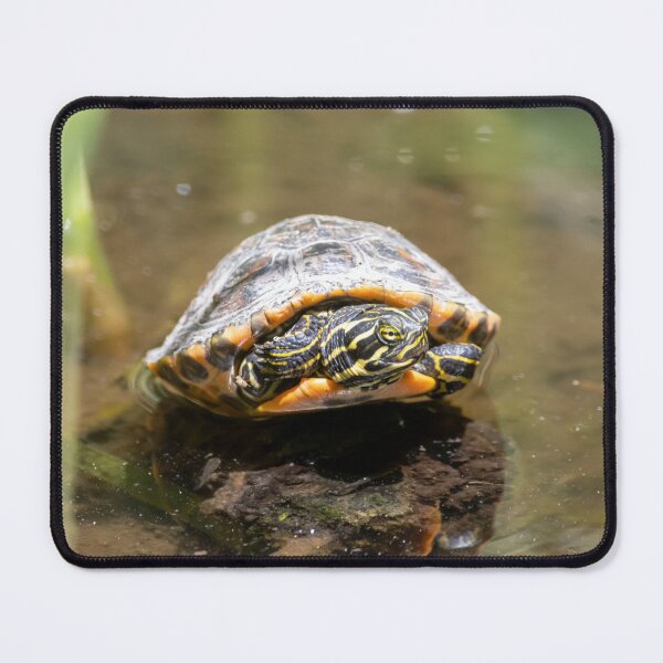 Item preview, Young coastal plain cooter, Pseudemys floridana designed and sold by Zosimus.