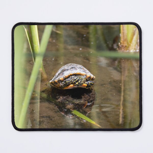 Item preview, Young coastal plain cooter, Pseudemys floridana designed and sold by Zosimus.