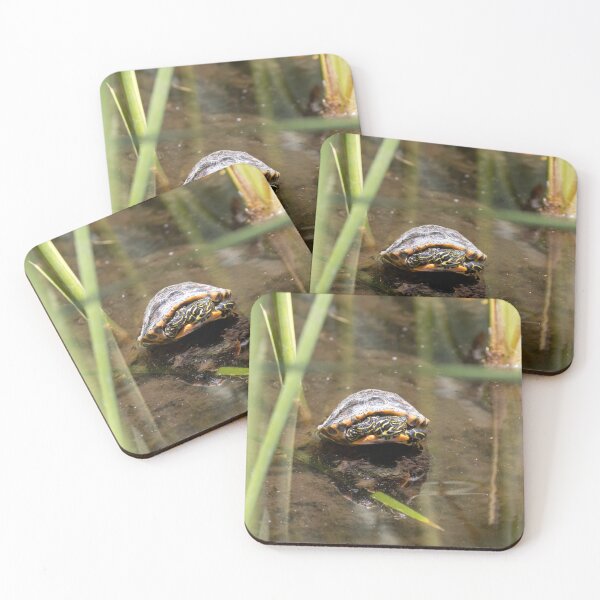 Item preview, Young coastal plain cooter, Pseudemys floridana designed and sold by Zosimus.