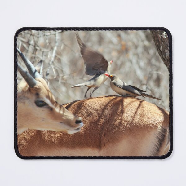Item preview, Red-billed oxpeckers on an Impala designed and sold by Harlekyn.