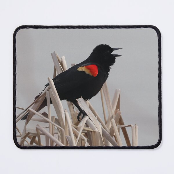 Item preview, Un mirlo de alas rojas cantando en los juncos designed and sold by Judy Geller.
