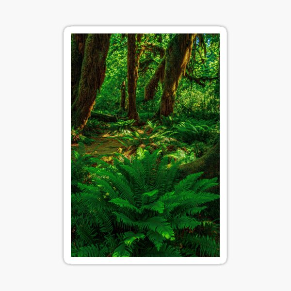 Item preview, Ferns in the Forest designed and sold by Brian Kerls Photography.