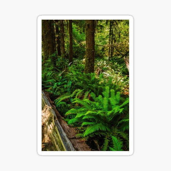 Item preview, Carpet of Sword Ferns designed and sold by Brian Kerls Photography.