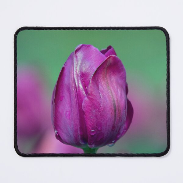 Item preview, Tulip with water droplets.  designed and sold by DaveBassett.