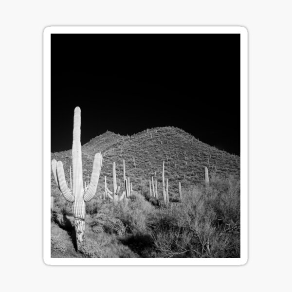 Artikel-Vorschau von Saguaro-Kakteen Mitternacht in der Wüste, designt und verkauft von WanderQuestCo.