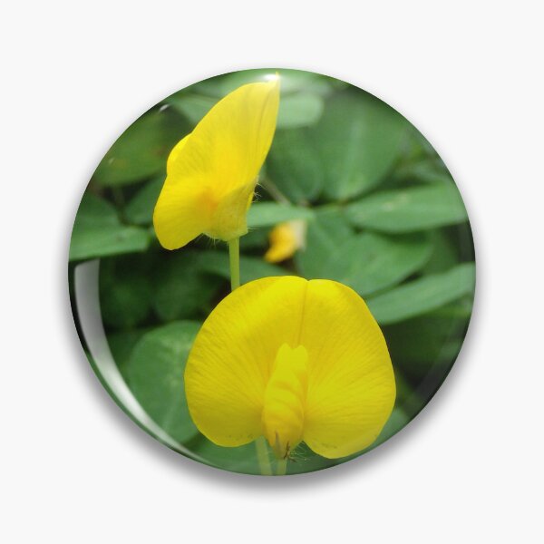 Item preview, Pinto Peanut (Arachis pintoi) flower in Ubud, Bali Indonesia designed and sold by The Botanical Jason.