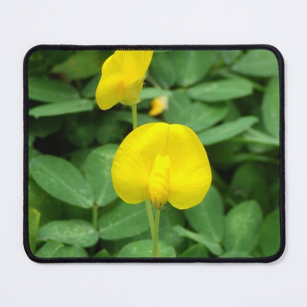Item preview, Pinto Peanut (Arachis pintoi) flower in Ubud, Bali Indonesia designed and sold by The Botanical Jason.