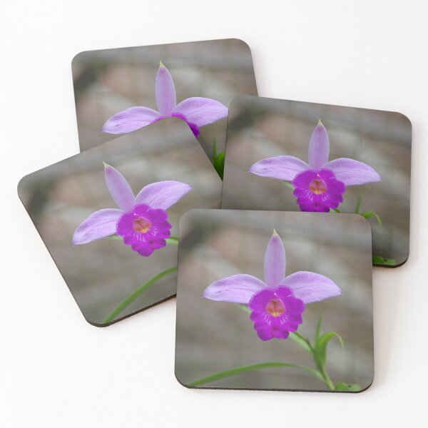 Item preview, Bamboo Orchid (Arundina graminifolia) Flower at Bali Botanical Garden designed and sold by The Botanical Jason.