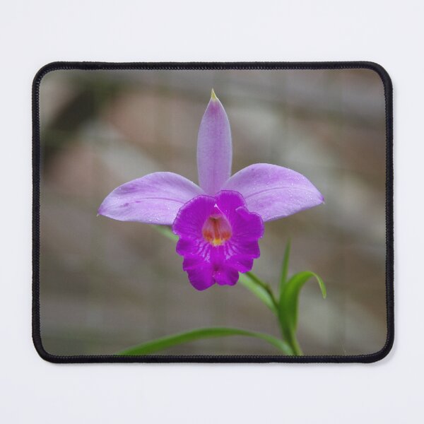 Item preview, Bamboo Orchid (Arundina graminifolia) Flower at Bali Botanical Garden designed and sold by The Botanical Jason.