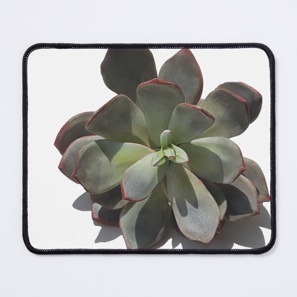 Item preview, Succulent - Echeveria - Sugar Paste designed and sold by TASHHOFER.
