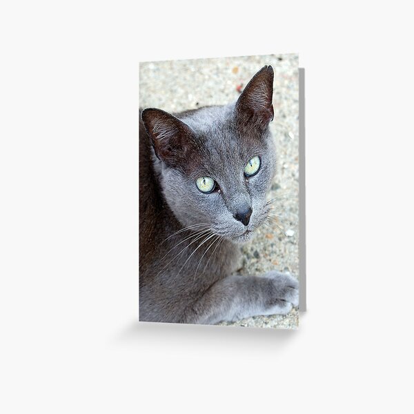 Rockport Stray Greeting Card