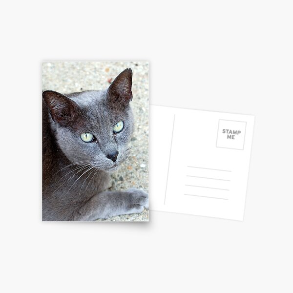 Rockport Stray Postcard