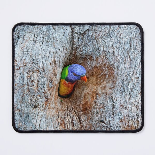 Item preview, Rainbow lorikeet on tree hollow.  designed and sold by DaveBassett.