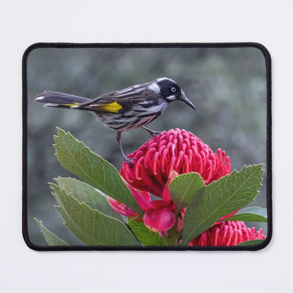Item preview, Honey eater on waratah.  designed and sold by DaveBassett.