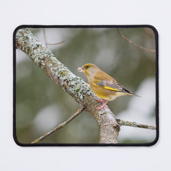 Item preview, Having a mouthfull. European greenfinch designed and sold by Jouko Lehto Photography.