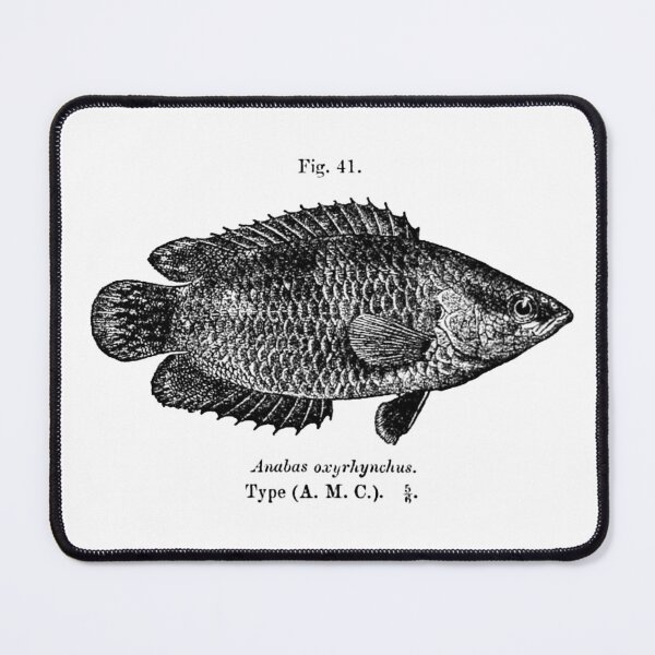 Item preview, Ctenopoma weeksii. designed and sold by Francespoppy.