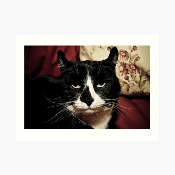 Curly-Eared Cat Art Print
