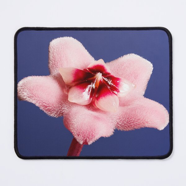 Item preview, Macro photography of a hoya flower designed and sold by Giuseppe Cammino.