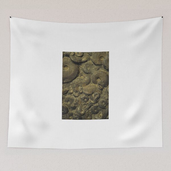 Item preview, Ammonites. Sedgwick Museum of Earth Sciences, Cambridge, UK designed and sold by Igor Pozdnyakov.