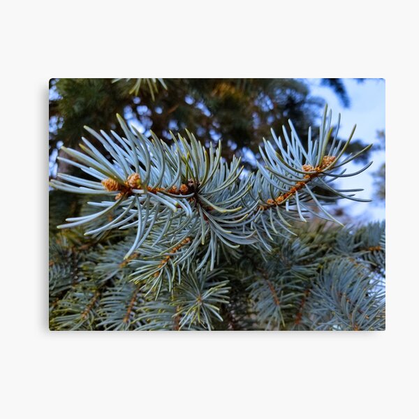 Pine Tree Canvas Print