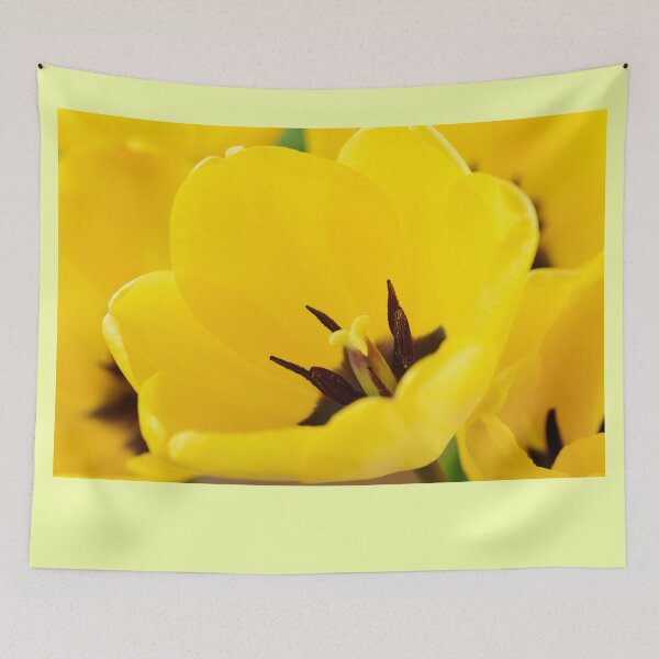 Item preview, Tulipa  'Golden Apeldoorn' Darwin Hybrid Group  Tulip  designed and sold by Chris Burrows.