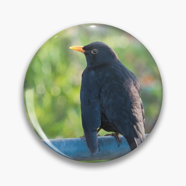 Item preview, Common Blackbird - Turdus Merula designed and sold by Dorset Girl.