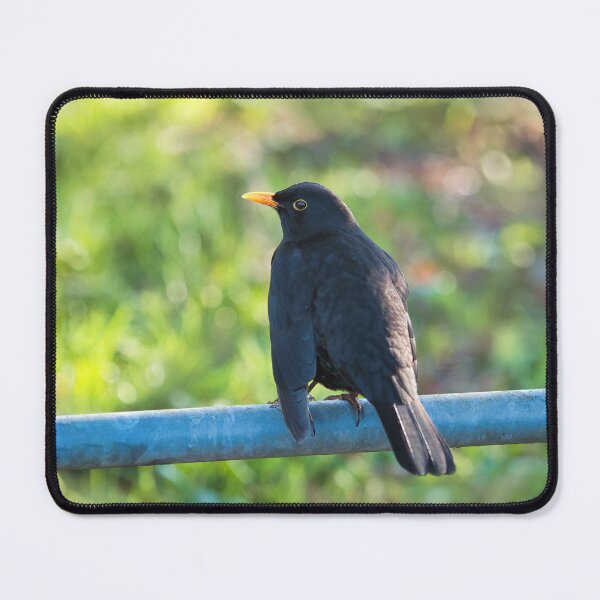 Item preview, Common Blackbird - Turdus Merula designed and sold by Dorset Girl.
