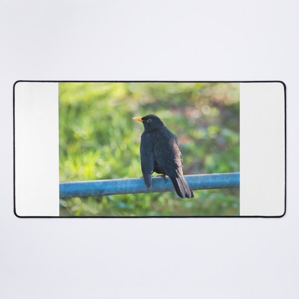 Item preview, Common Blackbird - Turdus Merula designed and sold by Dorset Girl.