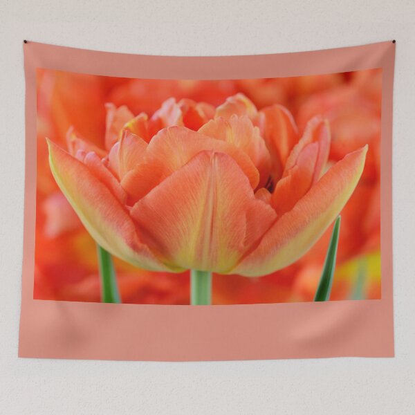 Item preview, Tulipa  'Monte Orange'  Tulip   designed and sold by Chris Burrows.